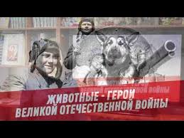 Животные-герои.